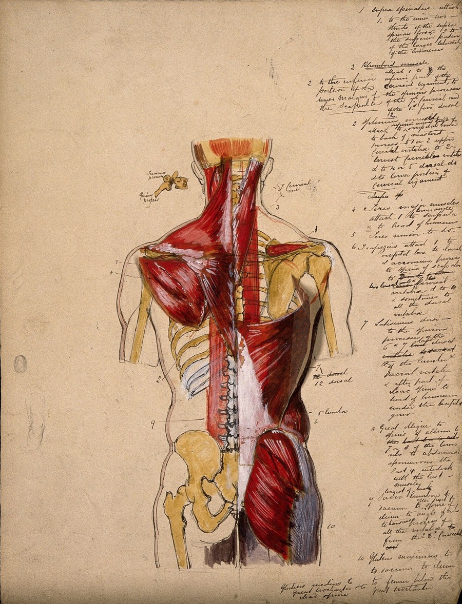 An antique watercolor study of the muscles and bones of the back.