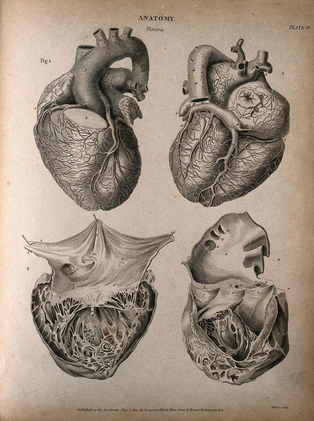 An antique anatomical illustration of the heart.
